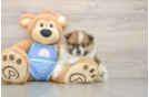 Pomeranian Pup Being Cute