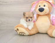 10 week old Pomeranian Puppy For Sale - Fairfield Furbabies