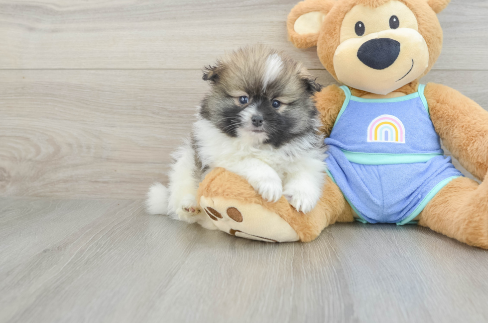6 week old Pomeranian Puppy For Sale - Fairfield Furbabies
