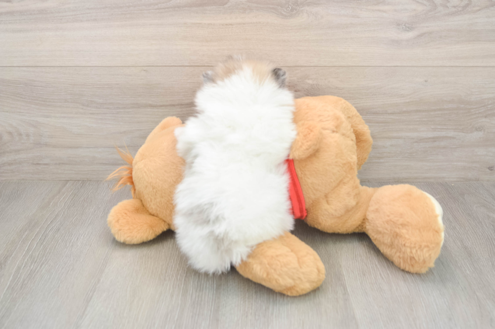 Pomeranian Pup Being Cute