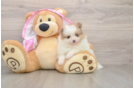 Pomeranian Pup Being Cute