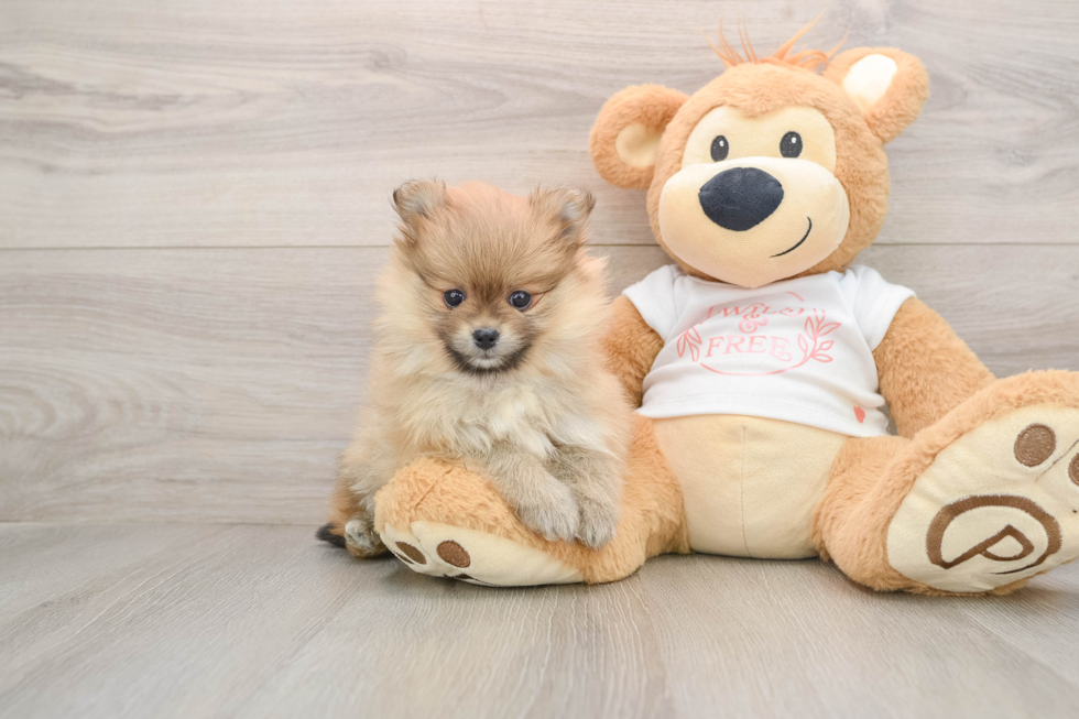 Pomeranian Puppy for Adoption