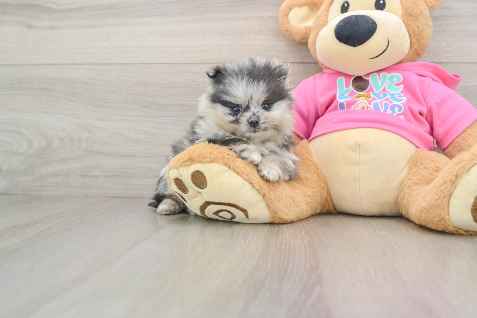 Pomeranian Pup Being Cute