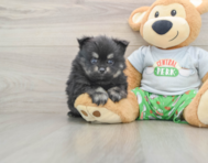 8 week old Pomeranian Puppy For Sale - Fairfield Furbabies