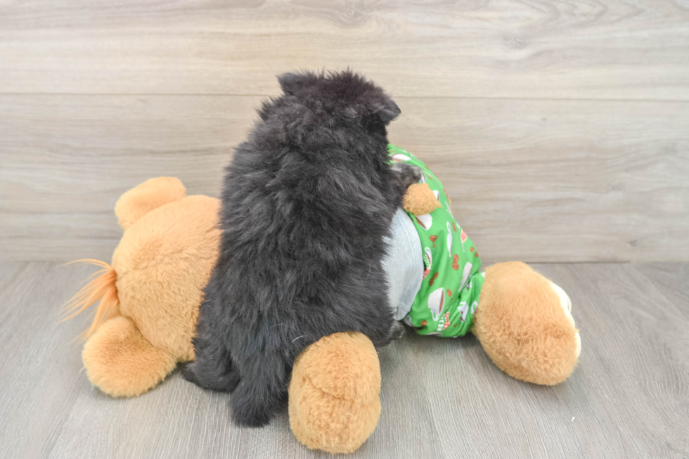 Little Pomeranian Baby