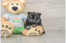 Smart Pom Dog Purebred Puppy