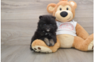 Adorable Pom Dog Purebred Puppy