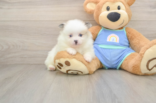 WARREN, a Pomeranian littermate