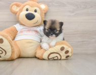 7 week old Pomeranian Puppy For Sale - Fairfield Furbabies