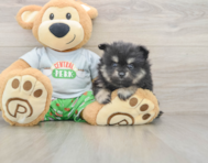 8 week old Pomeranian Puppy For Sale - Fairfield Furbabies