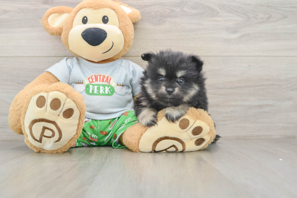 Funny Pomeranian Purebred Pup
