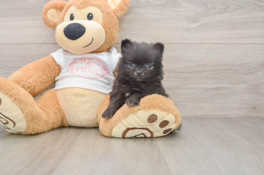 Best Pomeranian Baby