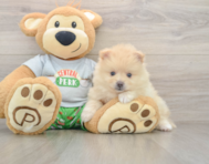 8 week old Pomeranian Puppy For Sale - Fairfield Furbabies
