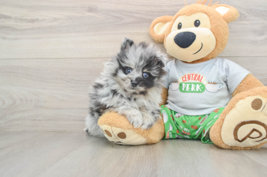 Pomeranian Pup Being Cute