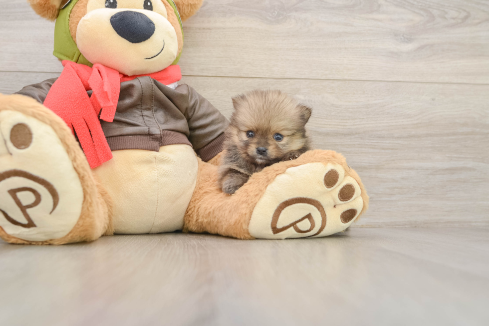 Playful Pomeranian Baby