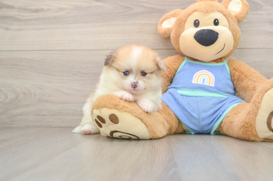WHISPER, a Pomeranian littermate