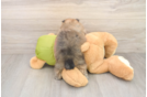Hypoallergenic Pomeranian Baby