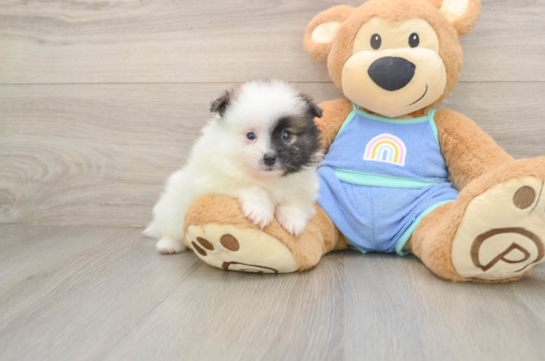 WHITNEY, a Pomeranian littermate