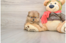 Pomeranian Puppy for Adoption