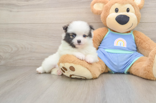 WHOOPI, a Pomeranian littermate