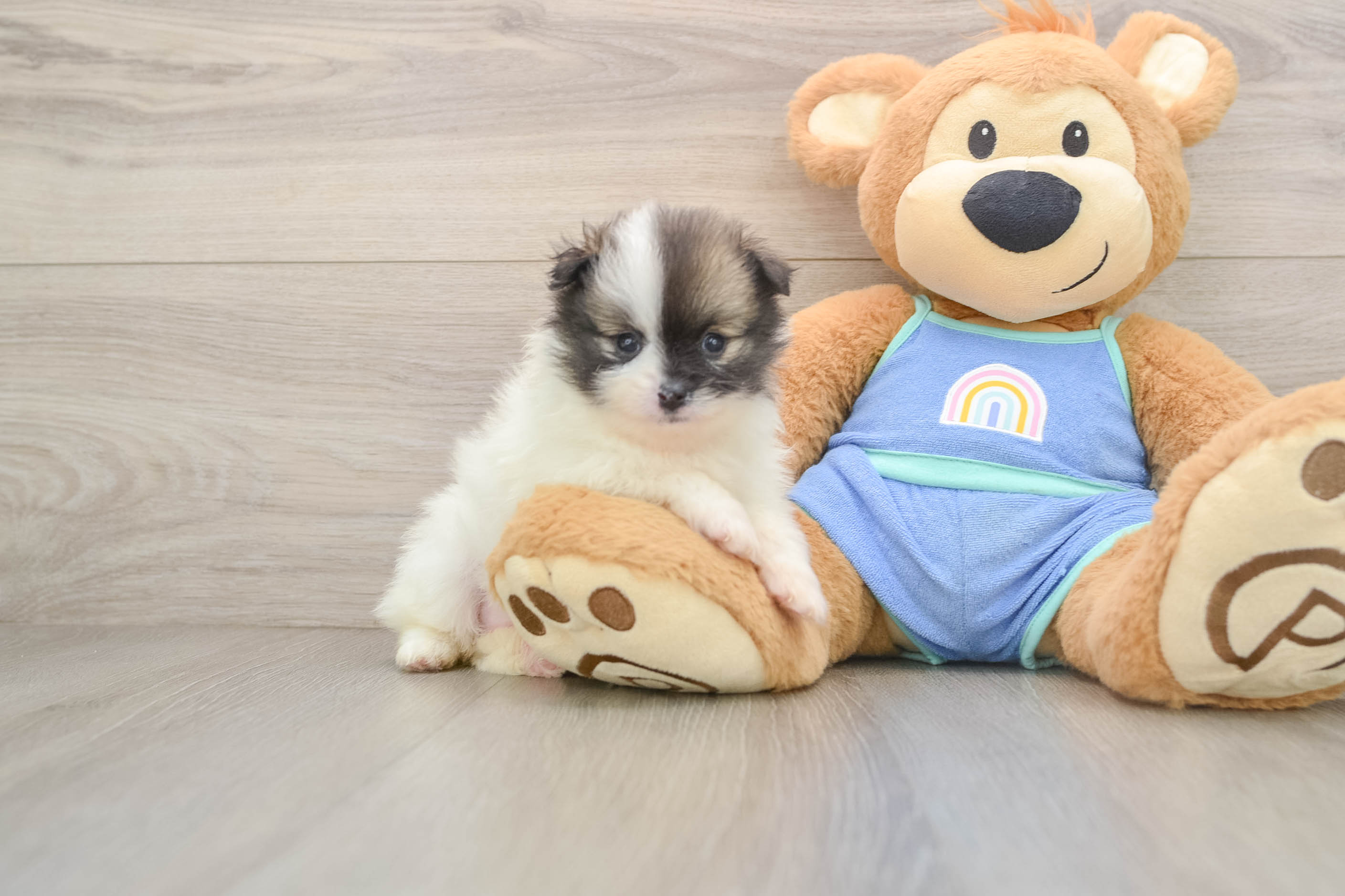 Hypoallergenic Pomeranian Baby