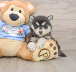 7 week old Pomsky Puppy For Sale - Fairfield Furbabies