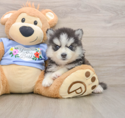 7 week old Pomsky Puppy For Sale - Fairfield Furbabies