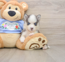 7 week old Pomsky Puppy For Sale - Fairfield Furbabies