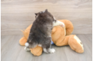 Best Pomsky Baby