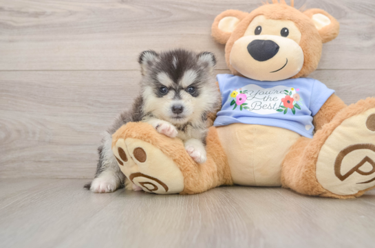 ANTONIO, a Pomsky littermate