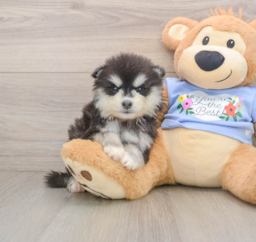 7 week old Pomsky Puppy For Sale - Fairfield Furbabies