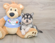 7 week old Pomsky Puppy For Sale - Fairfield Furbabies
