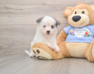 7 week old Pomsky Puppy For Sale - Fairfield Furbabies