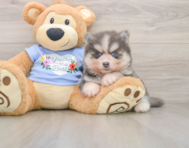 7 week old Pomsky Puppy For Sale - Fairfield Furbabies
