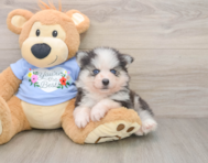 7 week old Pomsky Puppy For Sale - Fairfield Furbabies