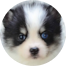 Pomsky Puppies For Sale - Fairfield Furbabies Pomsky Puppies For Sale - Fairfield Furbabies