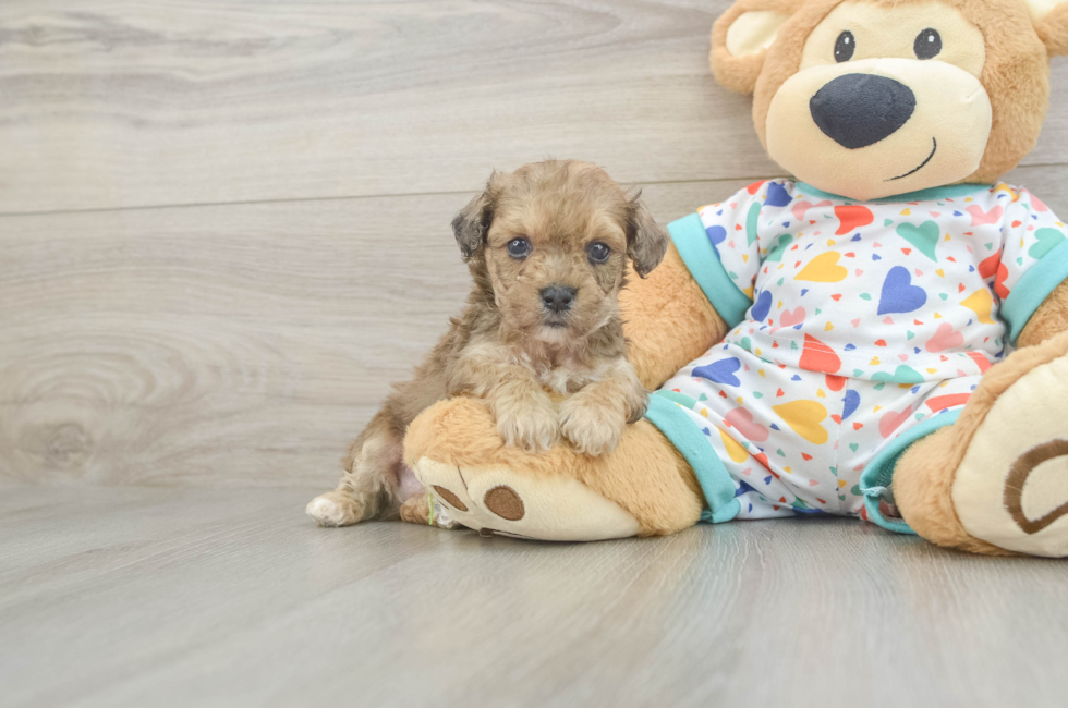 7 week old Poochon Puppy For Sale - Fairfield Furbabies