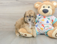 7 week old Poochon Puppy For Sale - Fairfield Furbabies