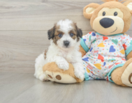 7 week old Poochon Puppy For Sale - Fairfield Furbabies