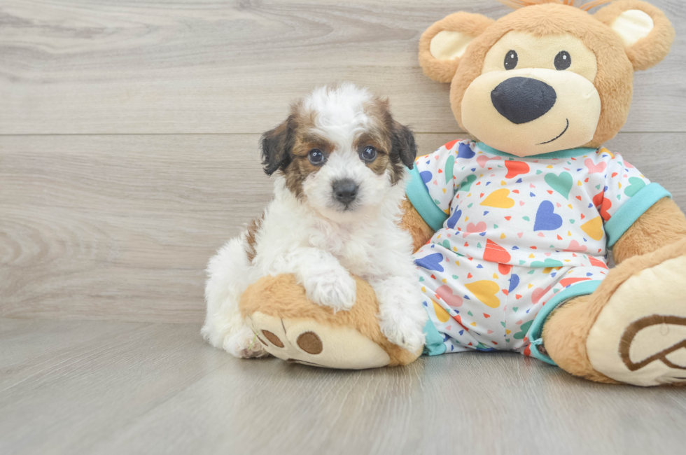 7 week old Poochon Puppy For Sale - Fairfield Furbabies