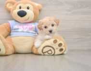 6 week old Poochon Puppy For Sale - Fairfield Furbabies