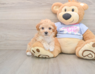 6 week old Poochon Puppy For Sale - Fairfield Furbabies