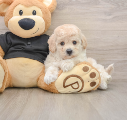 5 week old Poochon Puppy For Sale - Fairfield Furbabies