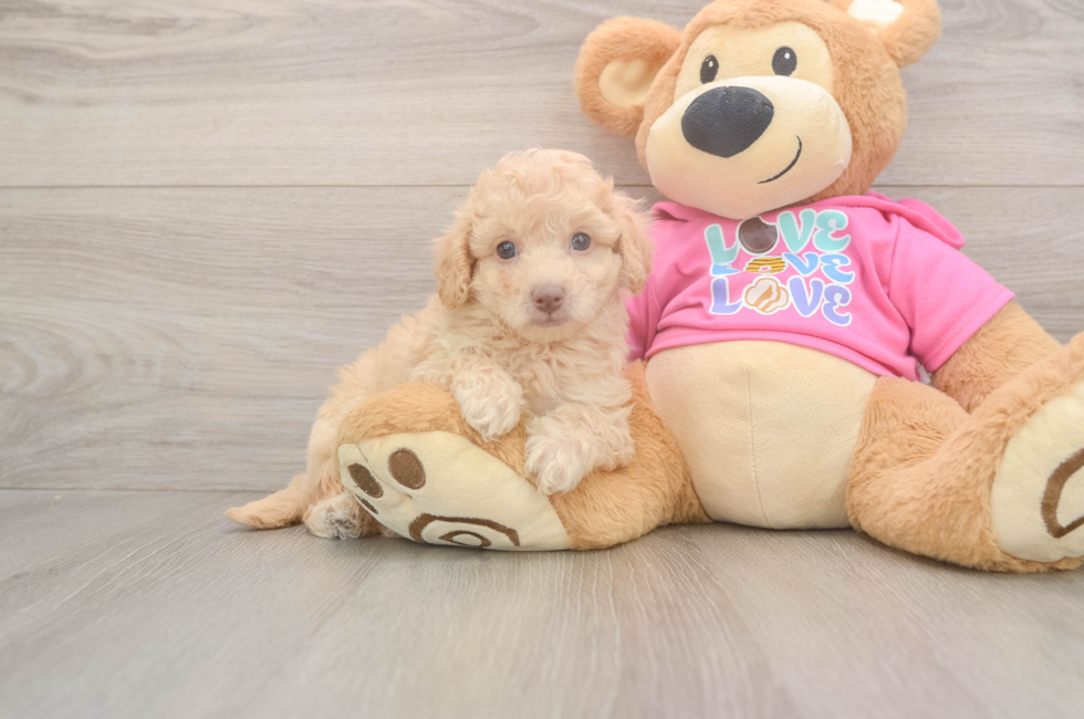 8 week old Poochon Puppy For Sale - Fairfield Furbabies