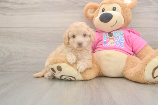 8 week old Poochon Puppy For Sale - Fairfield Furbabies Smart Poochon Poodle Mix Pup