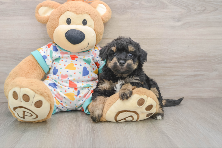 Petite Poochon Poodle Mix Pup