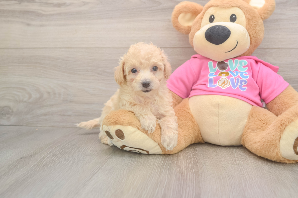 8 week old Poochon Puppy For Sale - Fairfield Furbabies