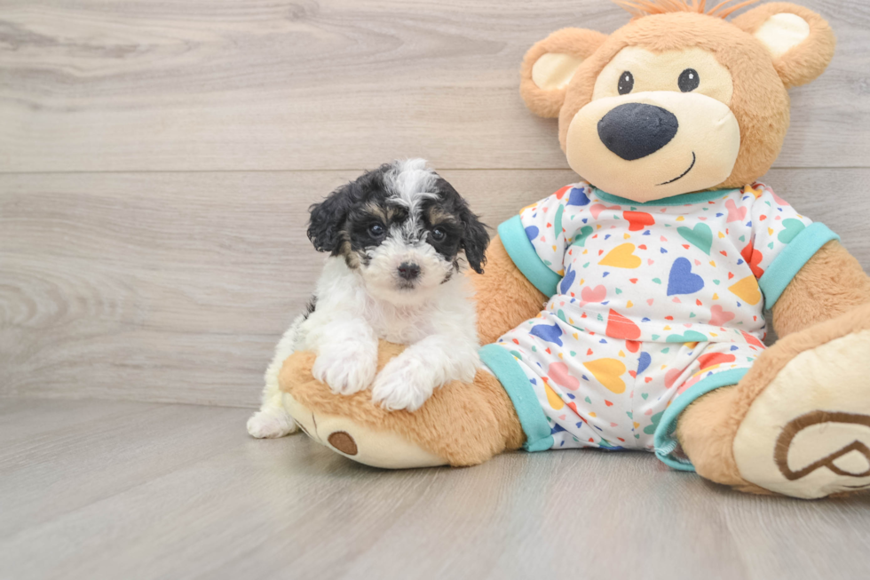Petite Poochon Poodle Mix Pup