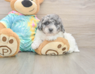 9 week old Poochon Puppy For Sale - Fairfield Furbabies