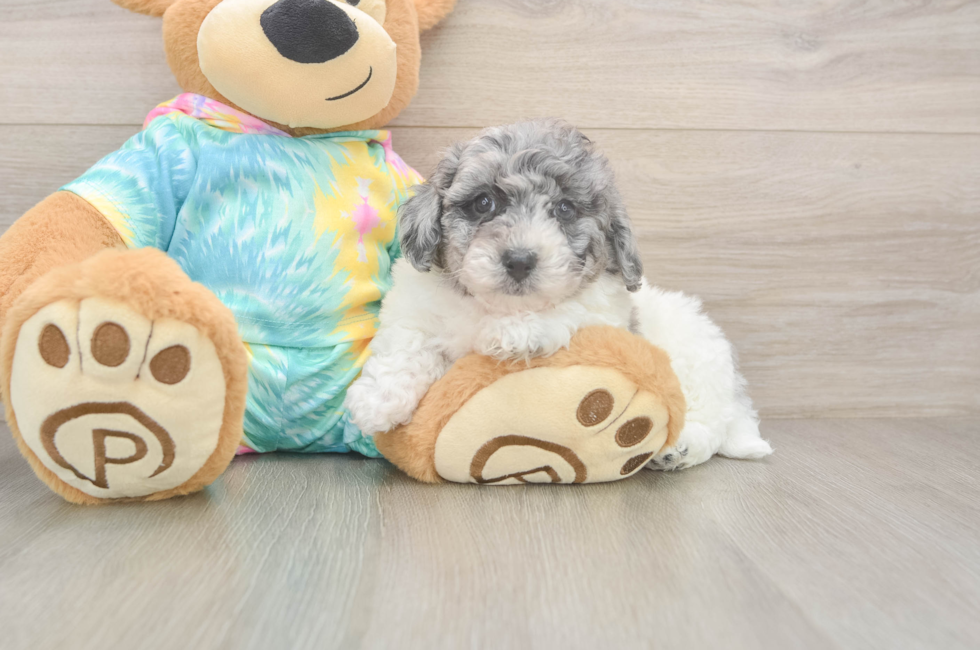 9 week old Poochon Puppy For Sale - Fairfield Furbabies